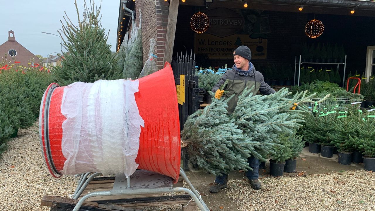 Razernij Voorspeller Afhankelijkheid Omroep Venlo - Eerste kerstbomen ruim voor Sinterklaas verkocht