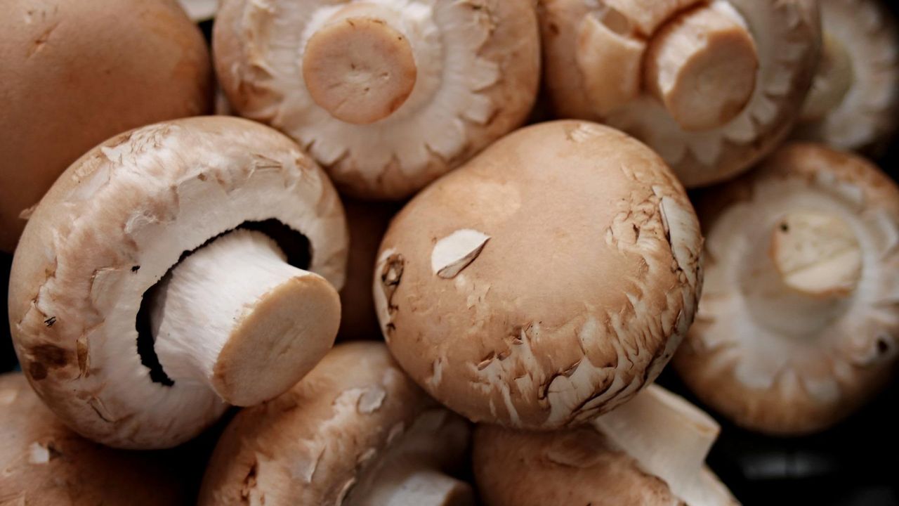 Stinkend champignonvocht zorgt voor geuroverlast in Belfeld
