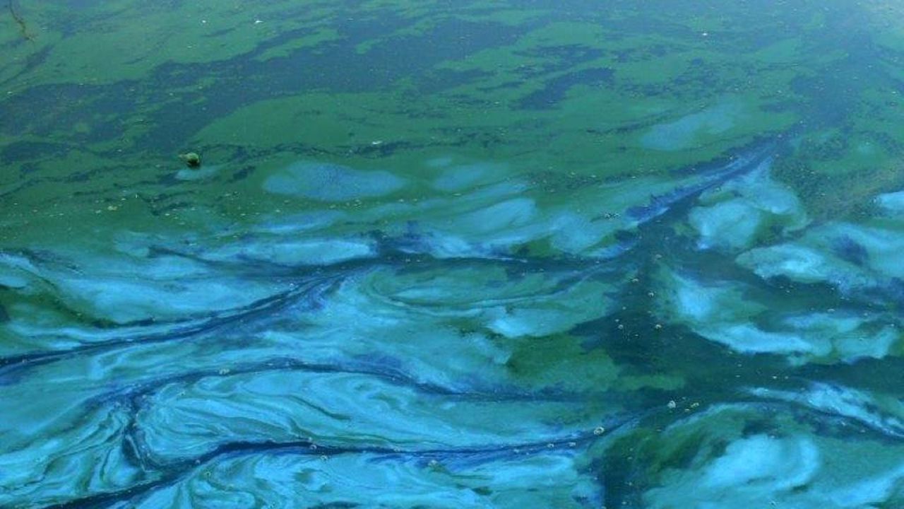 Blauwalg houdt zwemmers weg uit de hoogwatergeul in Lomm