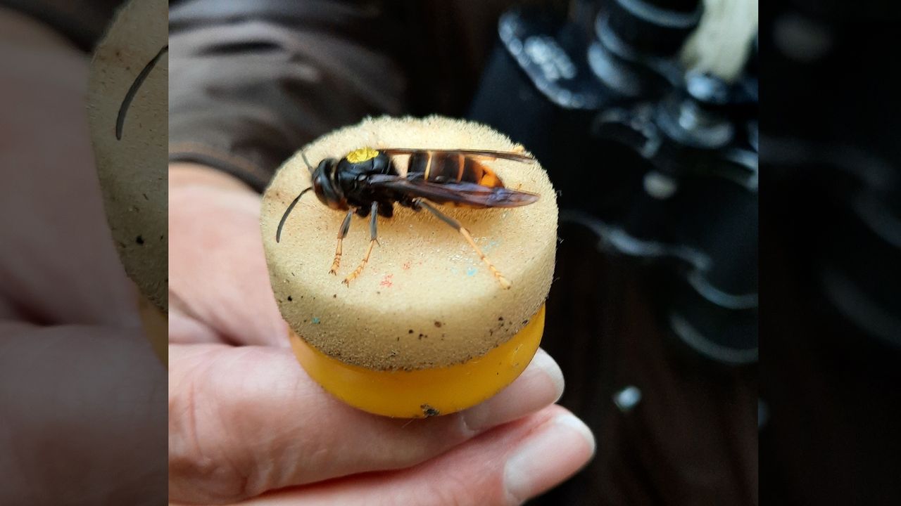 Aziatische hoornaar doodt de bijen in de Jochumhof