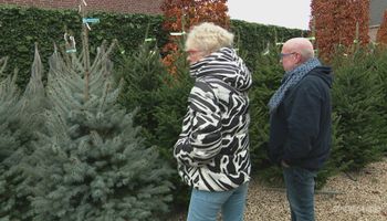 Eerste kerstbomen ruim voor Sinterklaas verkocht